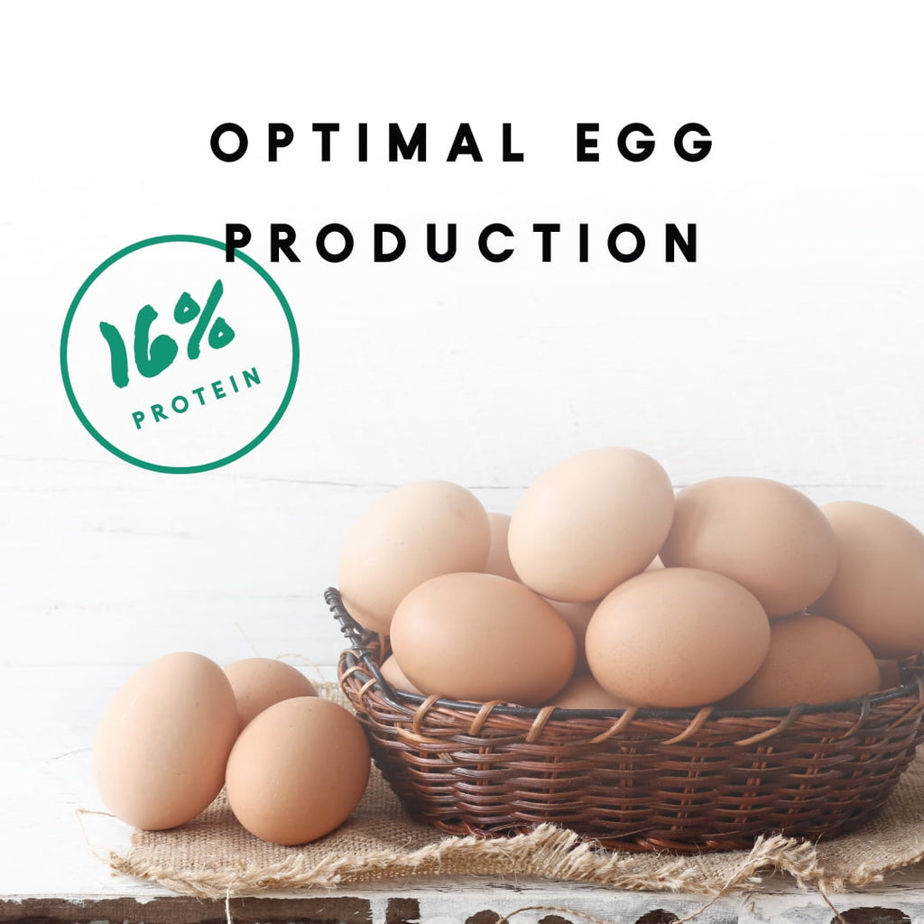 16% Layer Pellets for Laying Hens, Crafted with Probiotics - 1 Bag - 8 lbs.