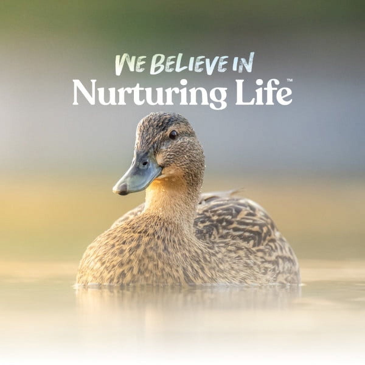 Duck and Goose Layer Pellets - 8 lbs.