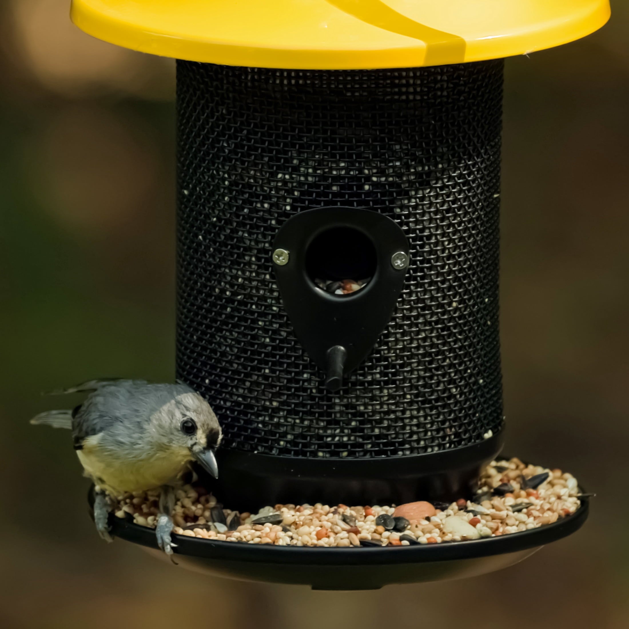 Feeding Frenzy Wild Bird Seeds, Wild Bird Food Mix, 5 lb.