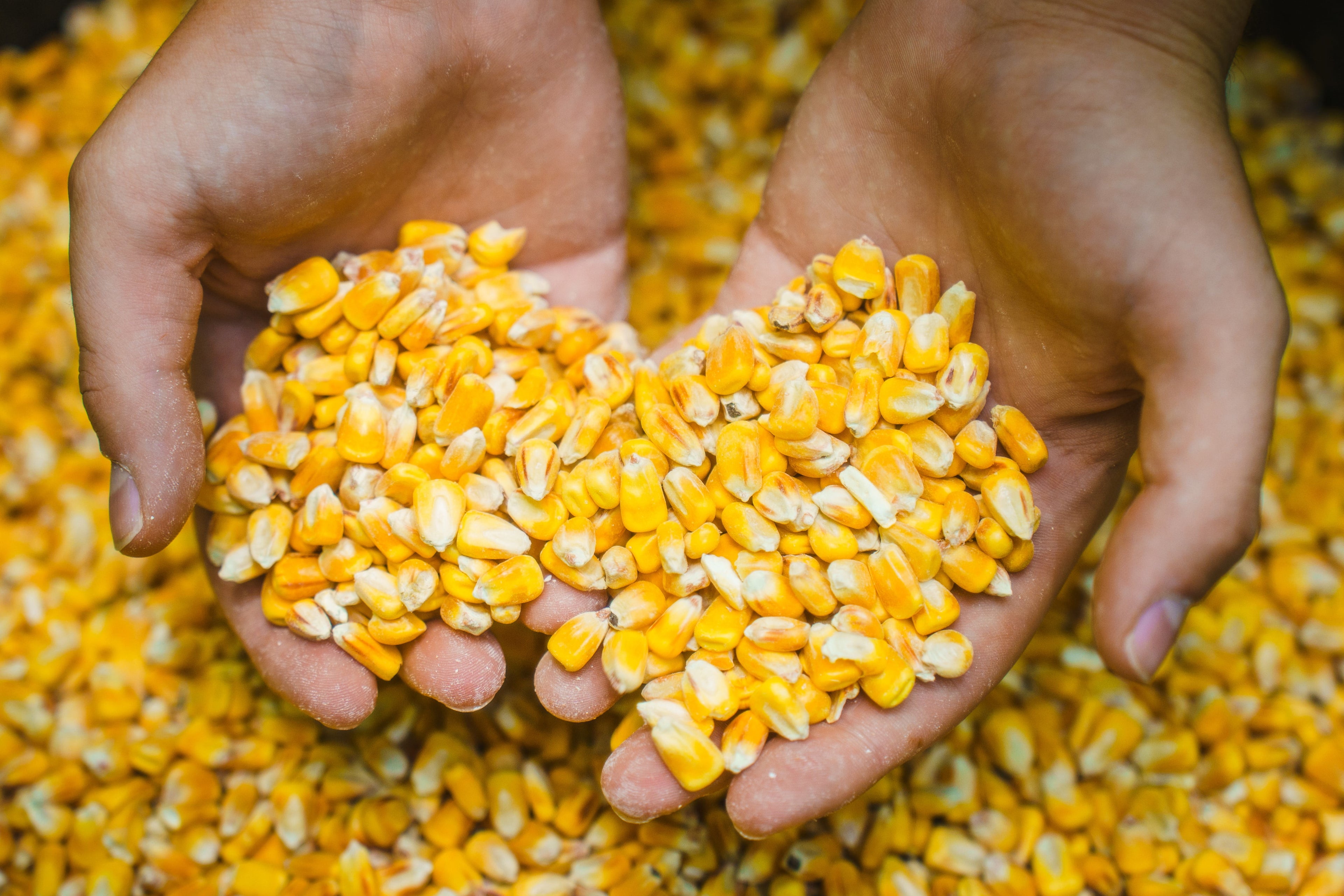 Deer Corn - Deer and Turkey Feed 50lb
