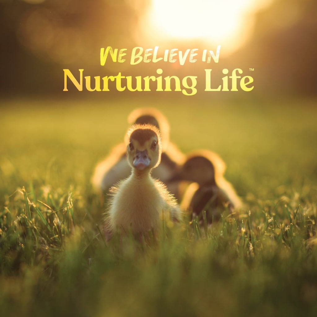 Duck and Gosling Starter Grower 8 lb