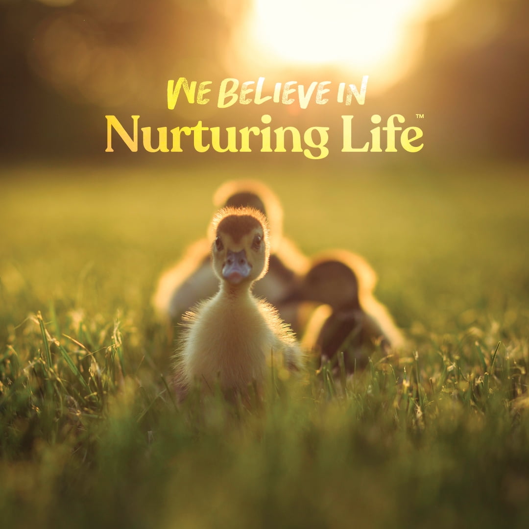 Duck and Gosling Starter Grower 8 lb