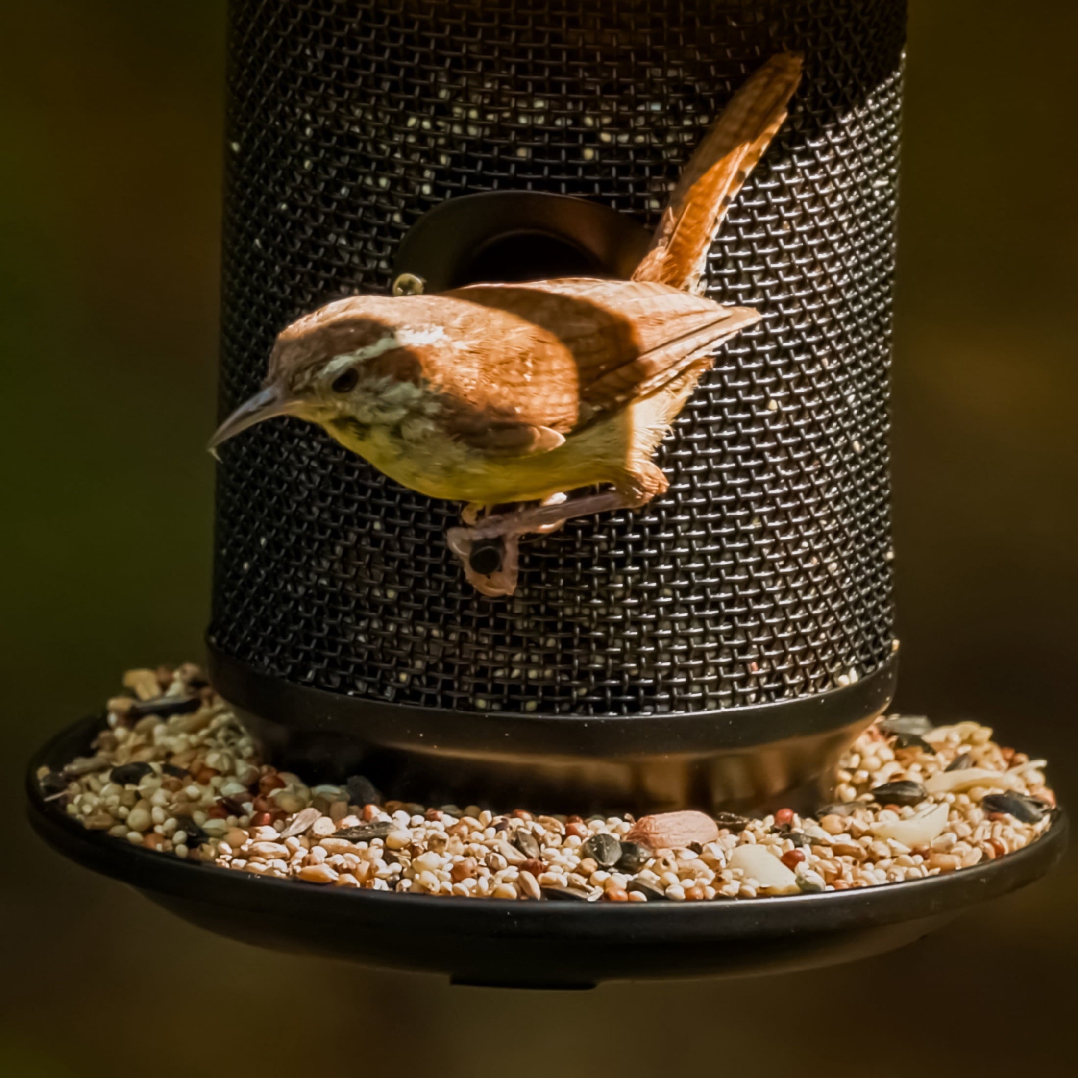 Feeding Frenzy Wild Bird Seeds, Wild Bird Food Mix, 5 lb.
