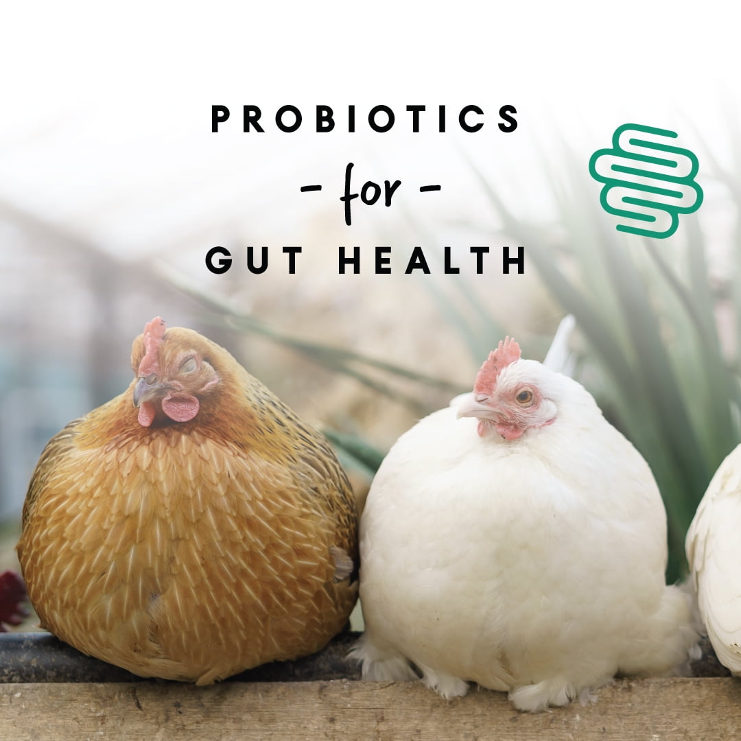 16% Layer Pellets for Laying Hens, Crafted with Probiotics - 1 Bag - 8 lbs.