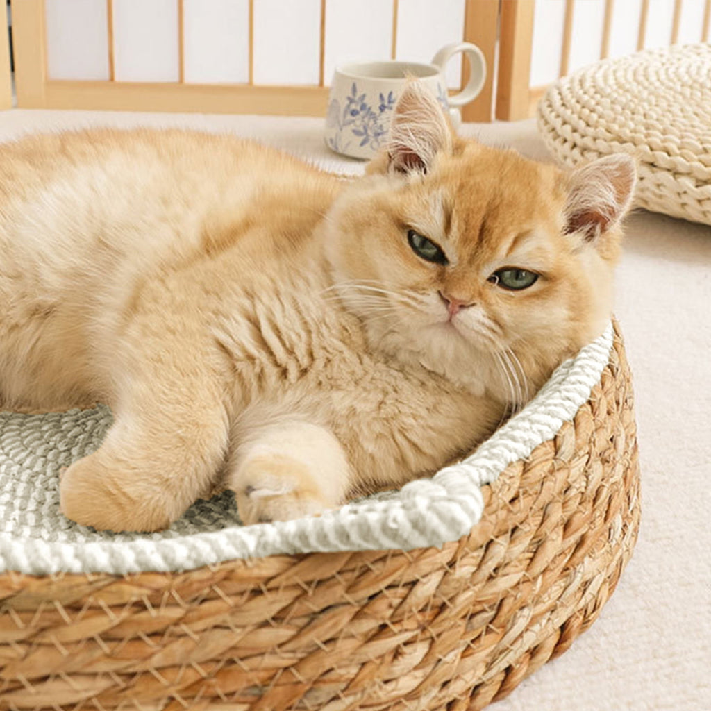Clearance Dog Bed Medium Size Dogs, Cat Beds for Indoor Cats, Pet Bed for Puppy and Kitty, Washable, Extra , Anti-Slip Bottom