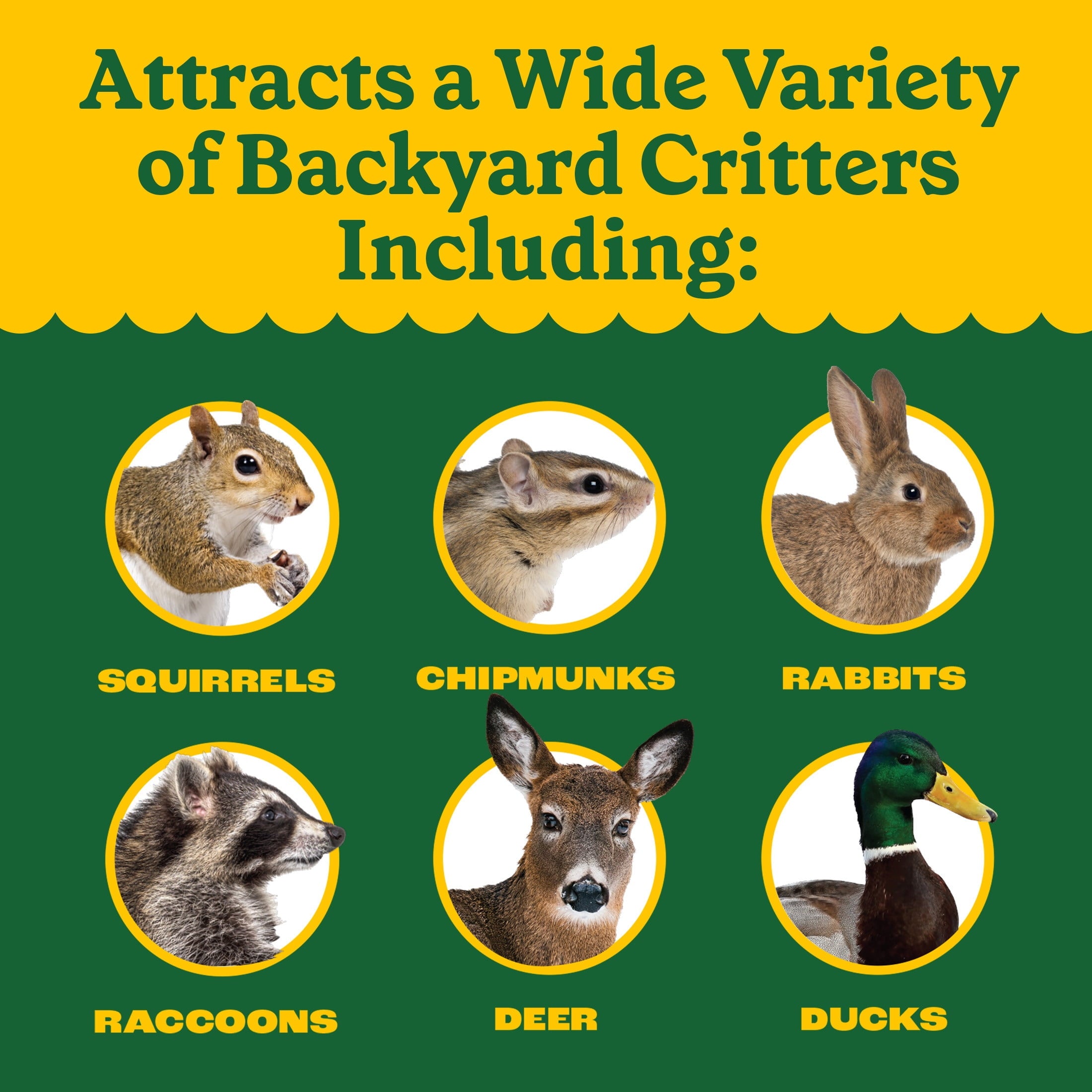 Classic Whole Ear Corn, Squirrel and Critter Feed, 6.5 lb. Bag, Dry, 1 Pack