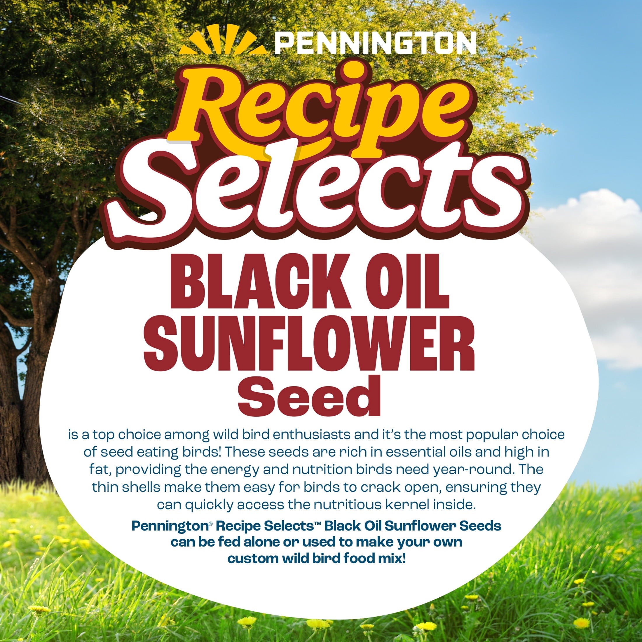 Recipe Selects Black Oil Sunflower Seed Dry Wild Bird Feed, Bird Food, 40 lb. Bag, 1 Pack
