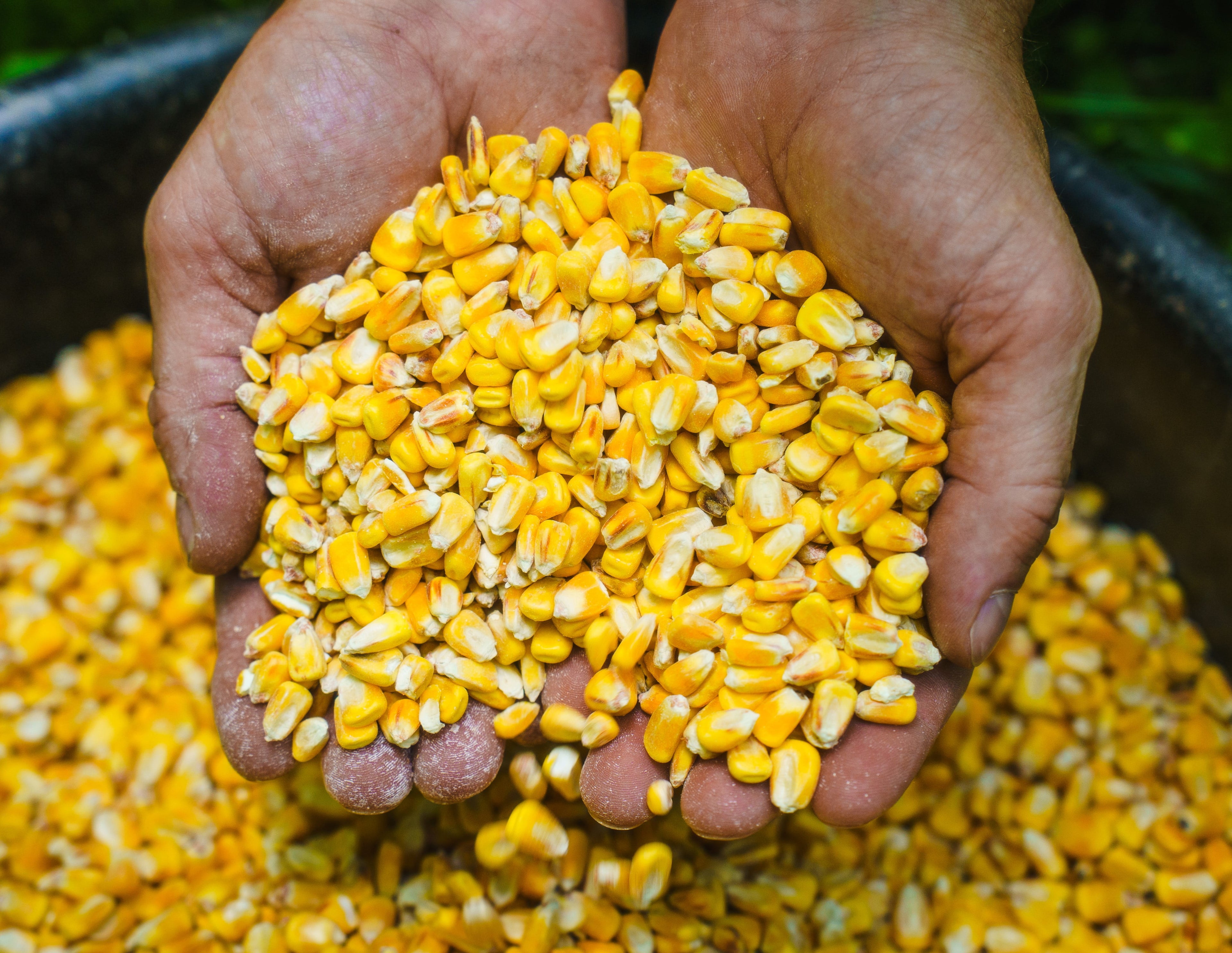 Deer Corn - Deer and Turkey Feed 50lb