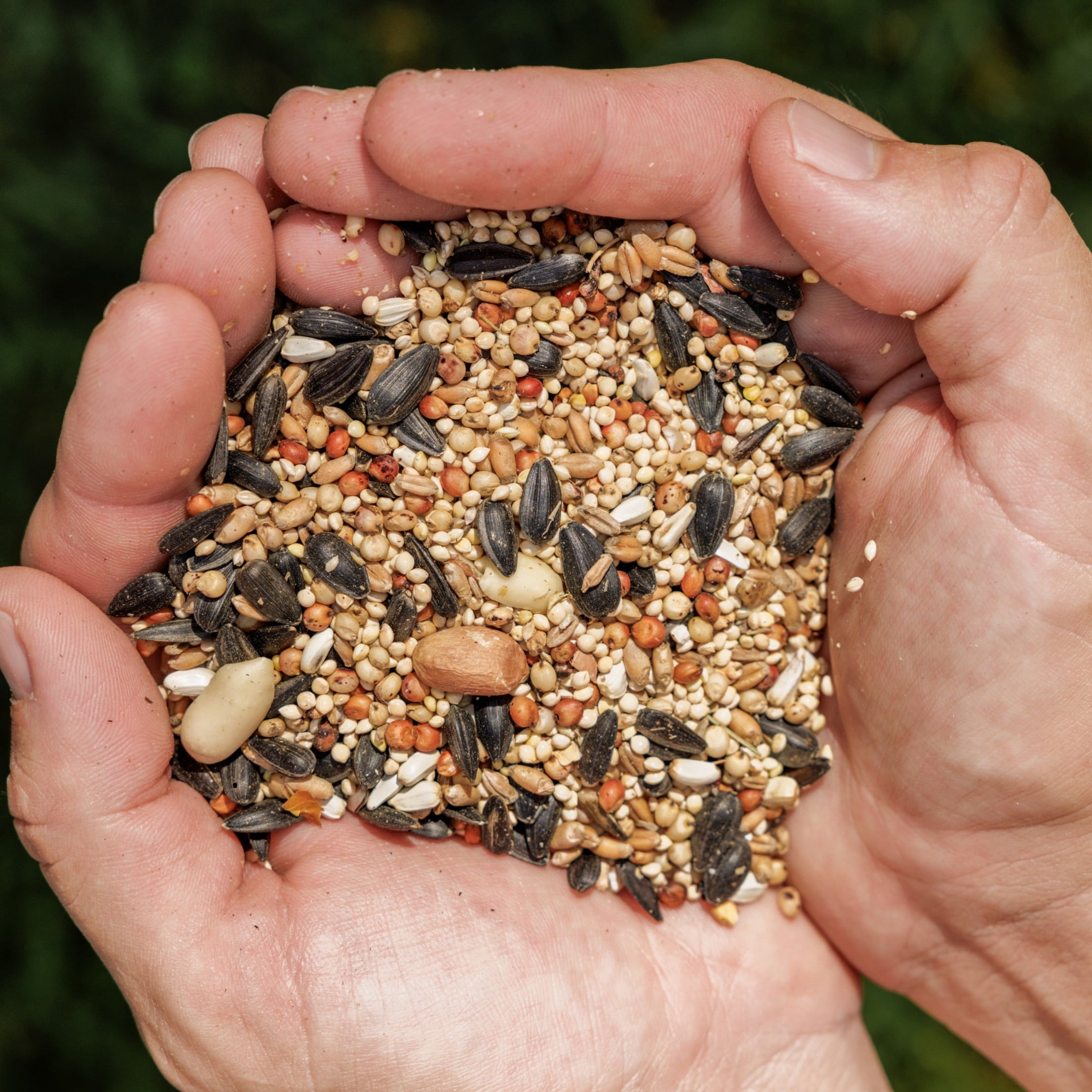 Feeding Frenzy Wild Bird Seeds, Wild Bird Food Mix, 5 lb.