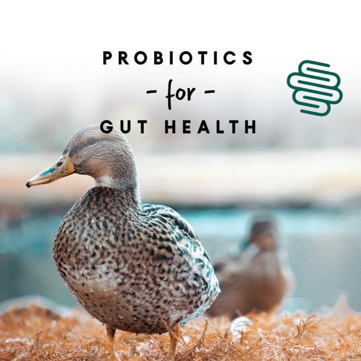 Duck and Goose Layer Pellets - 8 lbs.