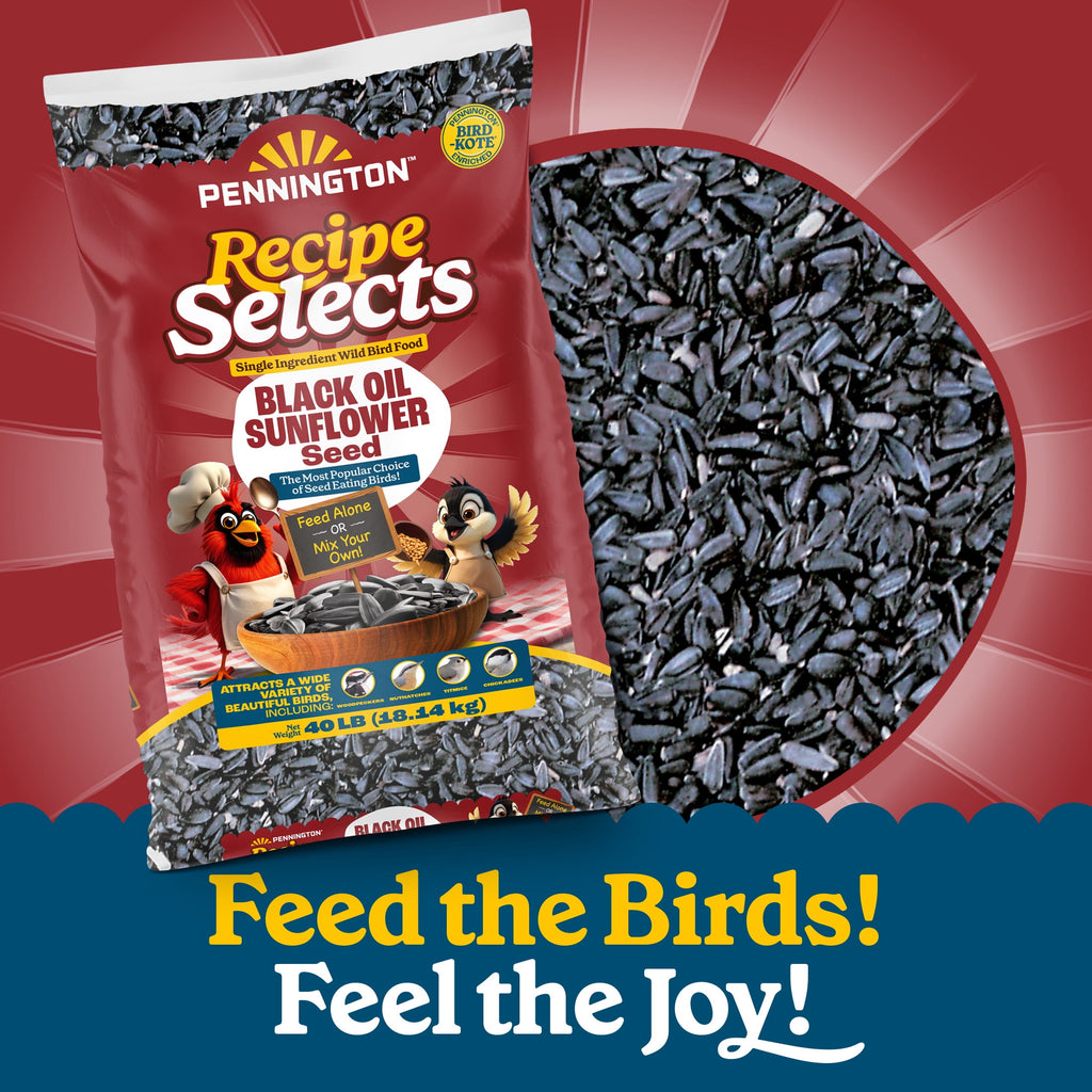Recipe Selects Black Oil Sunflower Seed Dry Wild Bird Feed, Bird Food, 40 lb. Bag, 1 Pack