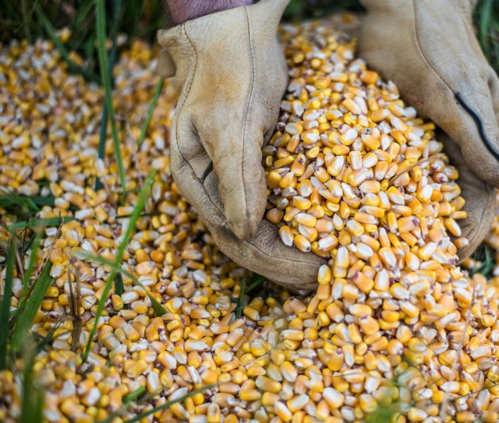 Top Score Double Duty Deer Corn, 35lb Bag, High Protein, Energy-Boosting