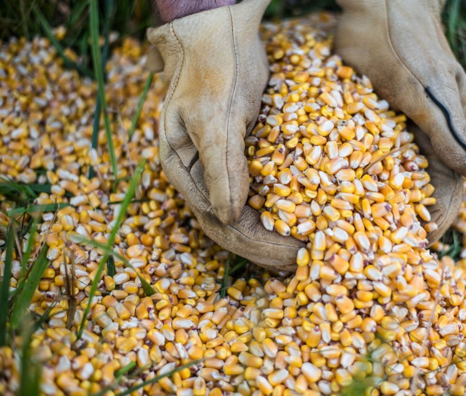 Top Score Double Duty Deer Corn, 35lb Bag, High Protein, Energy-Boosting