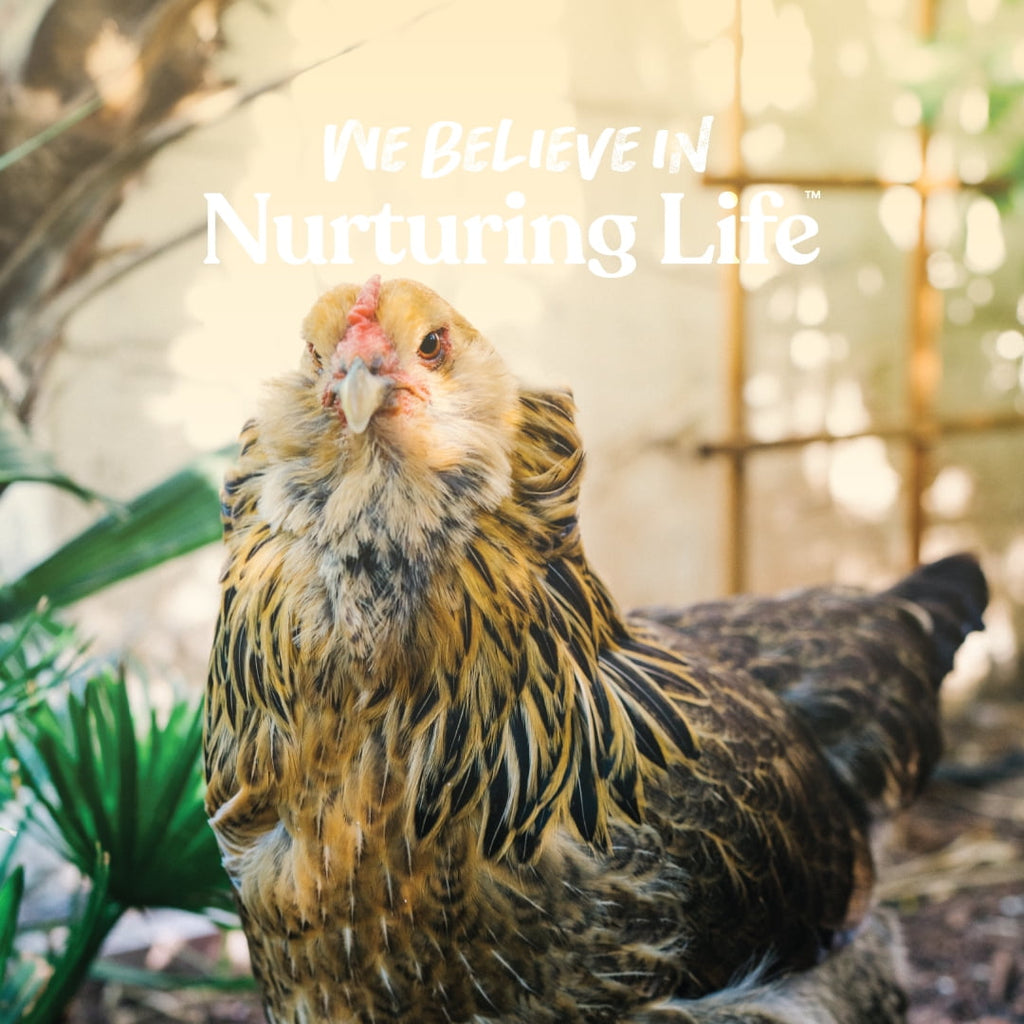 16% Layer Pellets for Laying Hens, Crafted with Probiotics - 1 Bag - 8 lbs.
