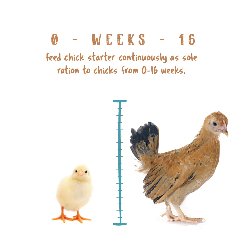 Chick Starter Non-Medicated Poultry Feed - 1 Bag - 5 lb.