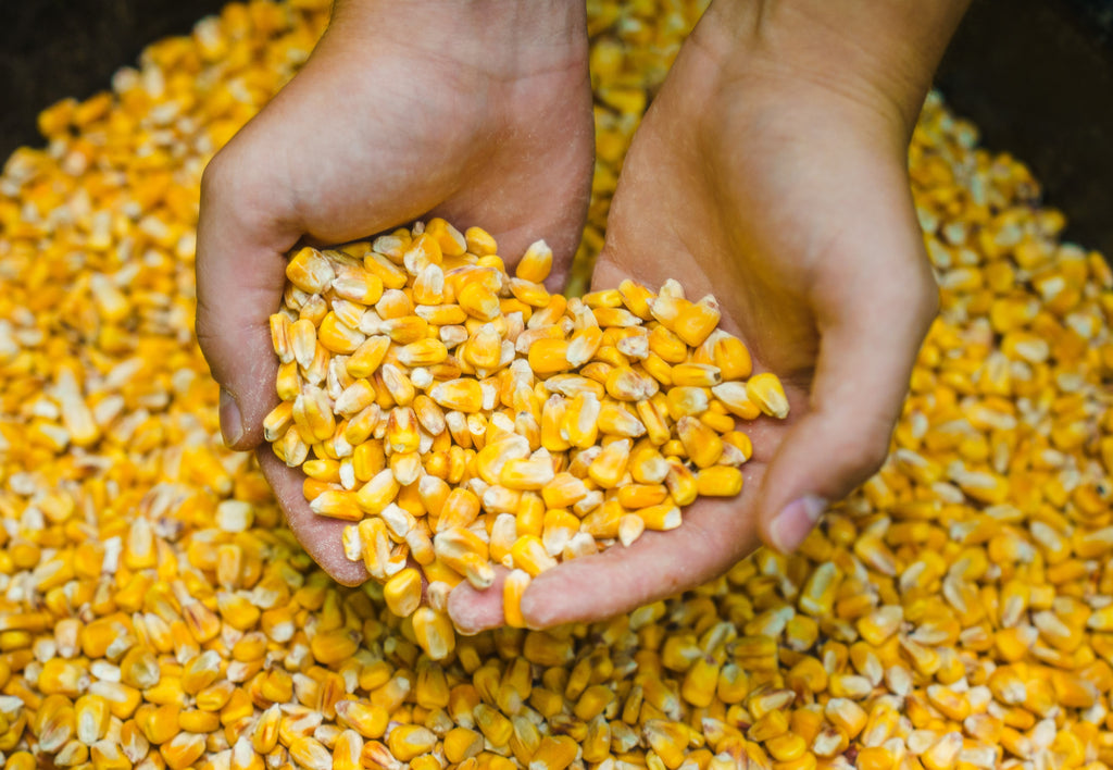 Deer Corn - Deer and Turkey Feed 50lb