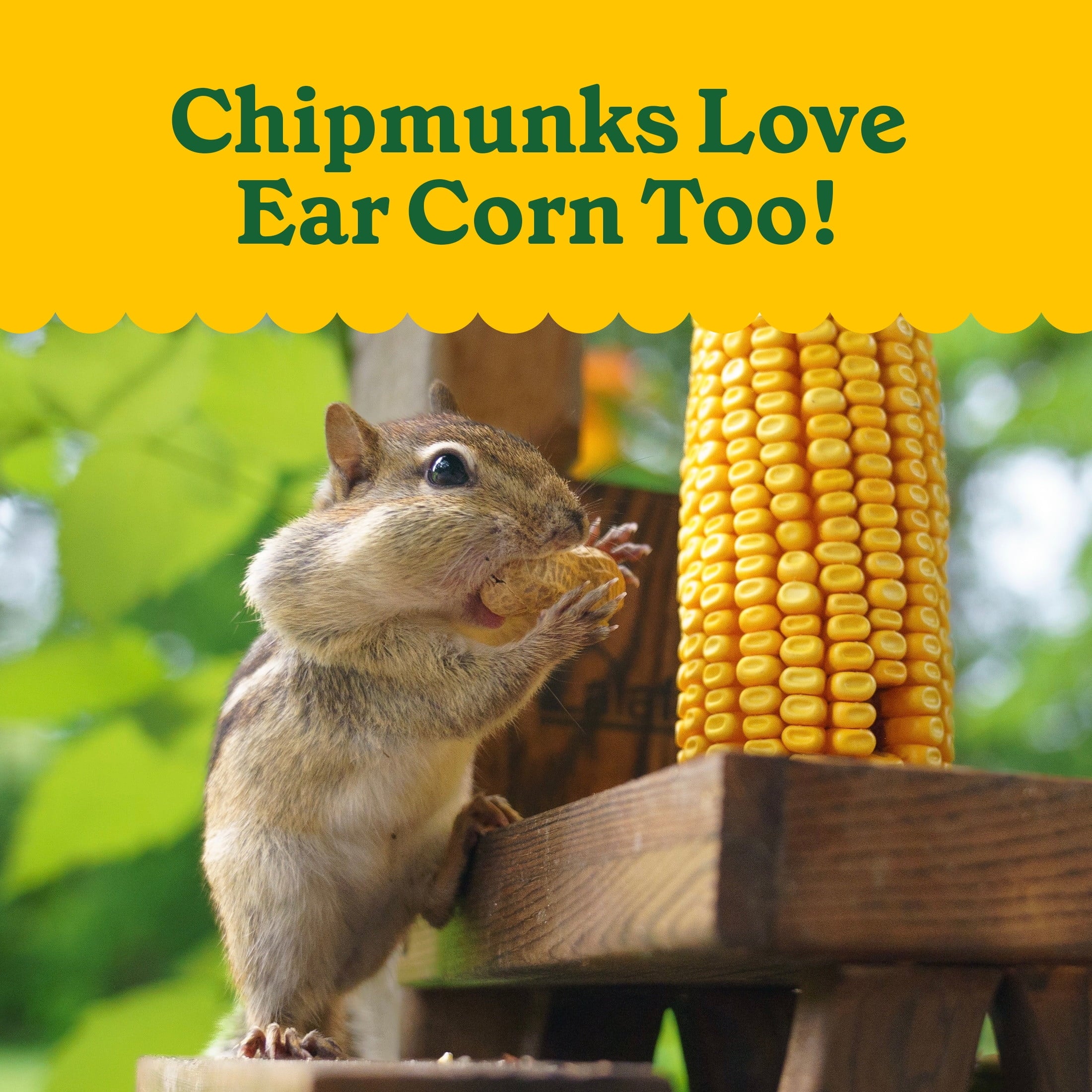 Classic Whole Ear Corn, Squirrel and Critter Feed, 6.5 lb. Bag, Dry, 1 Pack