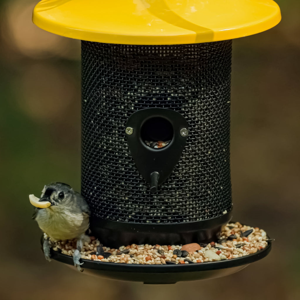 Feeding Frenzy Wild Bird Seeds, Wild Bird Food Mix, 5 lb.