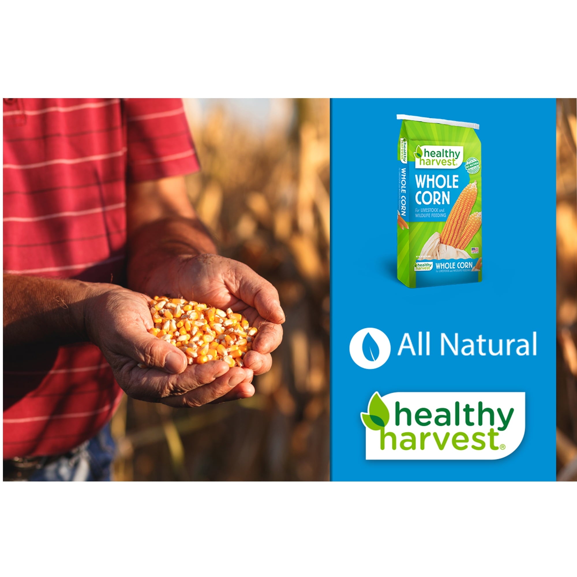 Whole Corn for Feeding Livestock and Poultry, 40 lb Bag