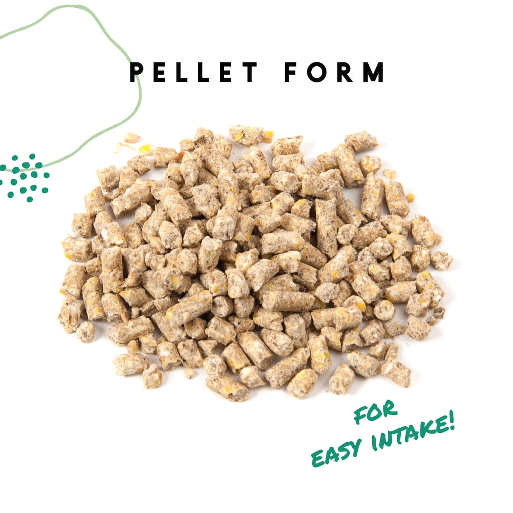 16% Layer Pellets for Laying Hens, Crafted with Probiotics - 1 Bag - 8 lbs.