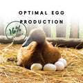 Duck and Goose Layer Pellets - 8 lbs.