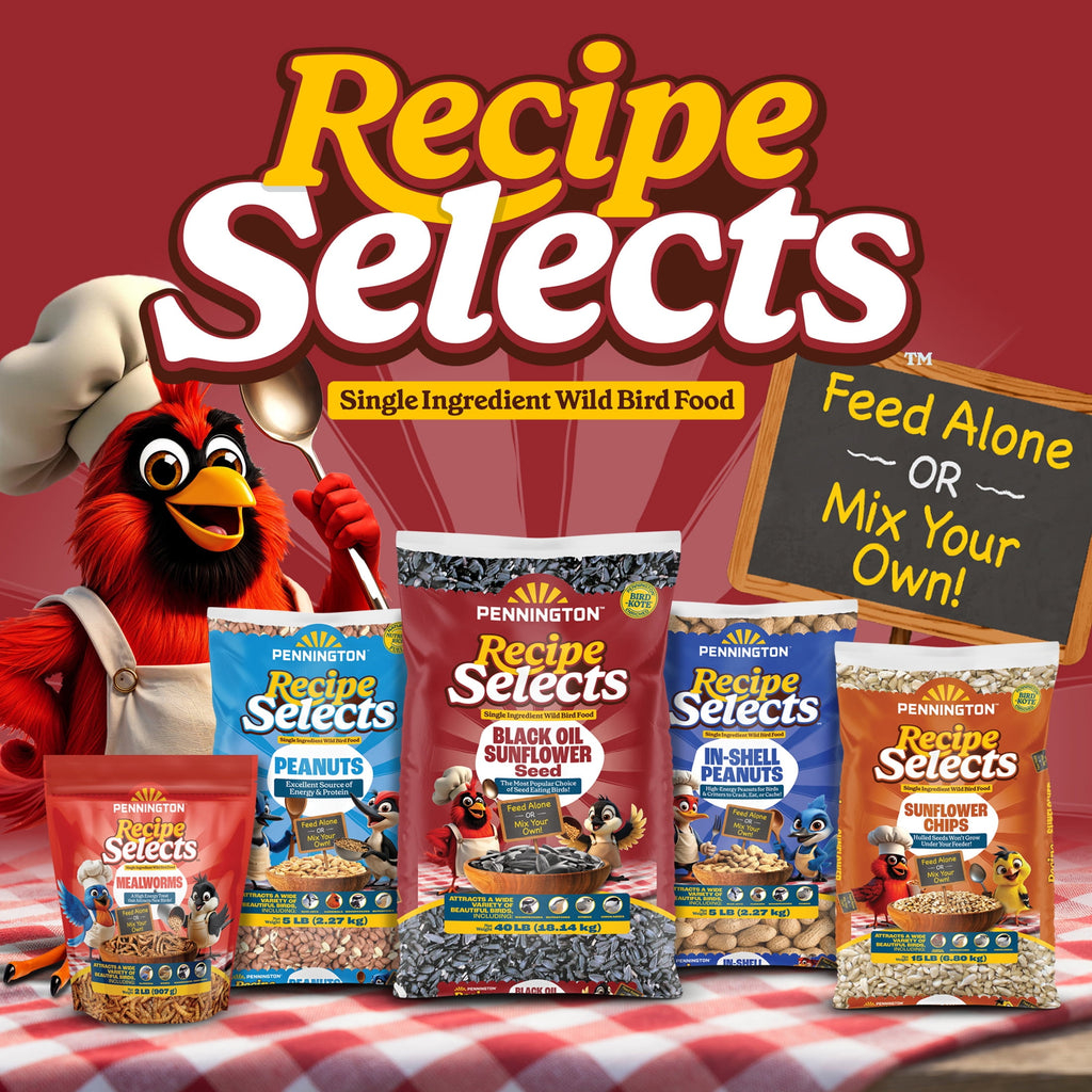 Recipe Selects Black Oil Sunflower Seed Dry Wild Bird Feed, Bird Food, 40 lb. Bag, 1 Pack