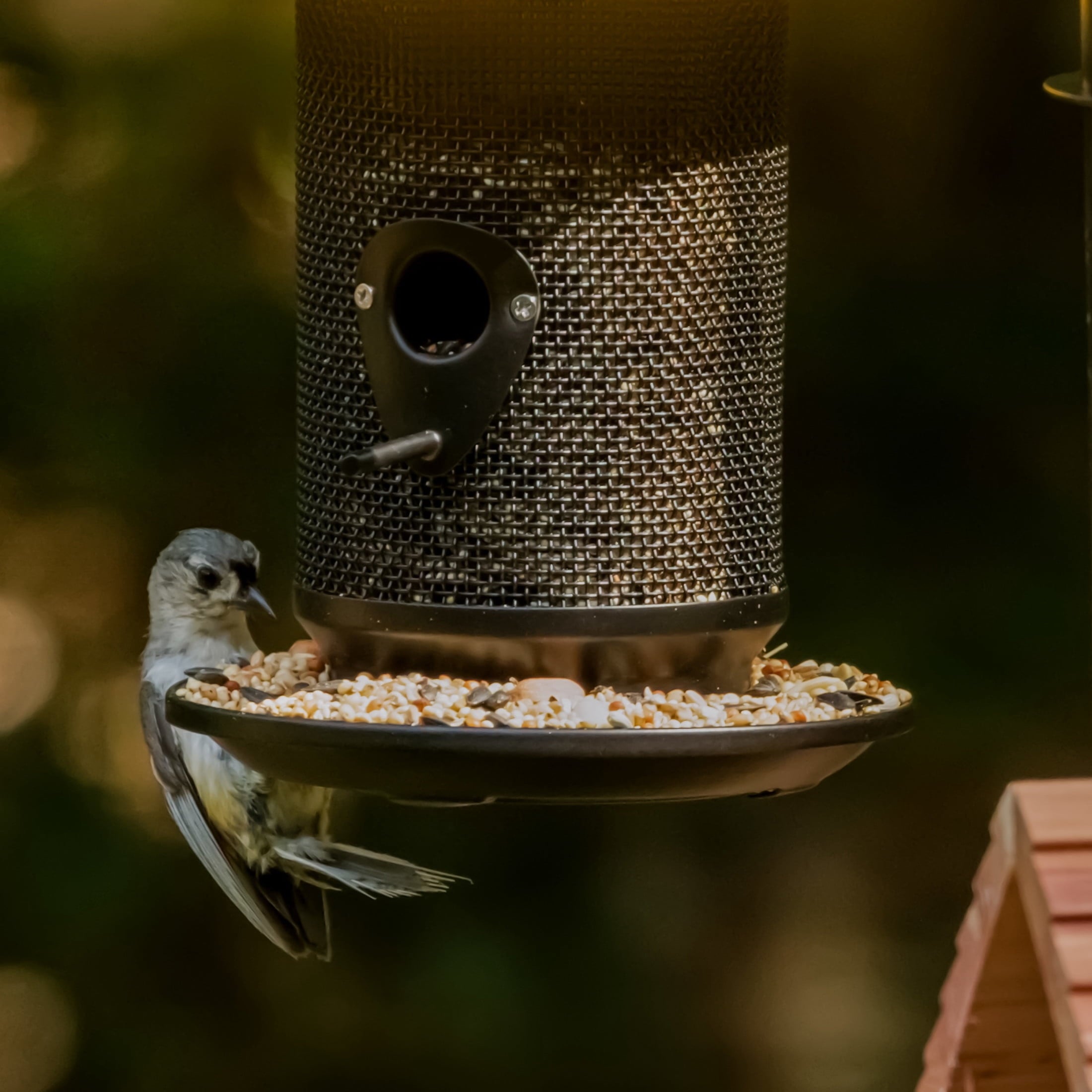 Feeding Frenzy Wild Bird Seeds, Wild Bird Food Mix, 5 lb.